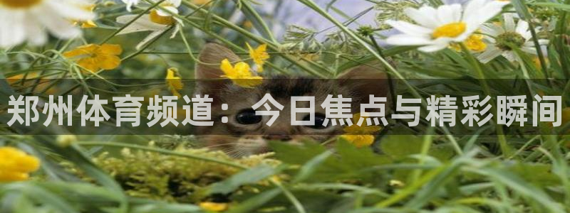 郑州体育频道：今日焦点与精彩瞬间