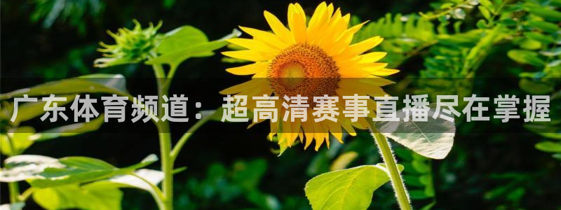 广东体育频道：超高清赛事直播尽在掌握